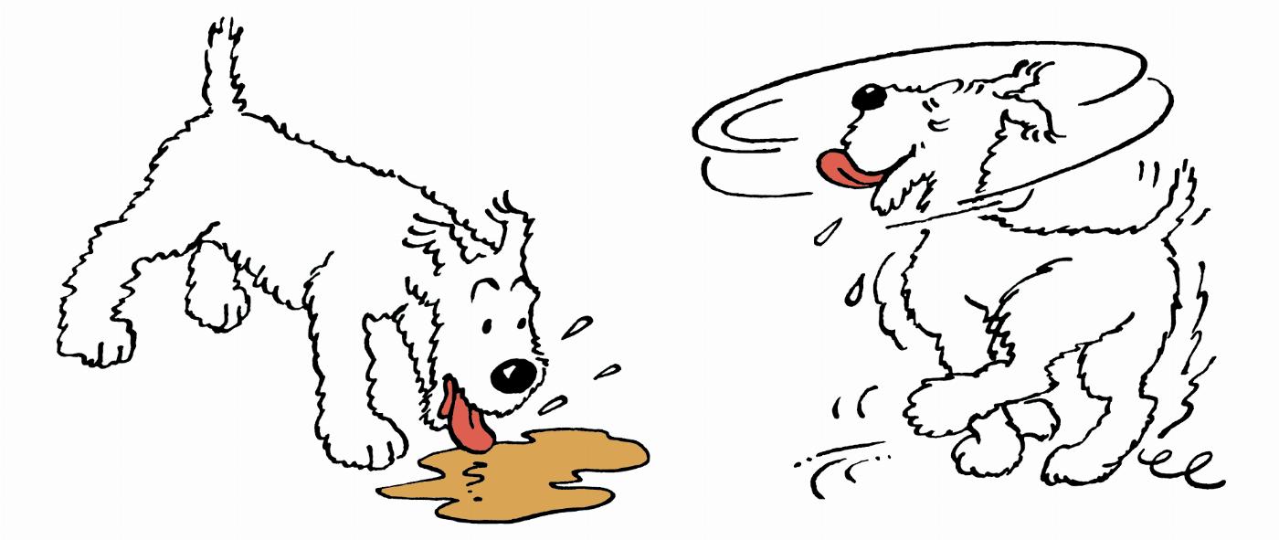 Milou boit et il est saoul dans Tintin et les Picaros